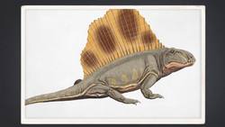 Dimetrodon: Our Most Unlikely Ancestor Instructional Video