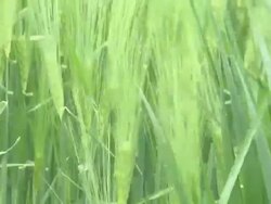 Green wheat Stock Footage