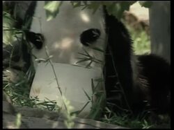 Panda party at the National Zoo News Clip