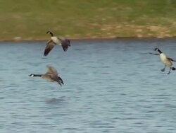Several Canadian Geese glide over water and land in a blue pond. Stock Footage