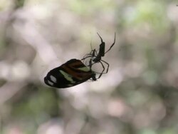 spider in web eating butterfly Stock Footage