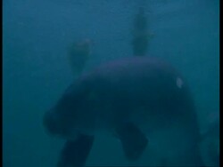 MS Underwater view of Manatee mother and calf swimming together, South America Stock Footage