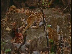 MS Royal Bengal Tiger, Panthera tigris tigris, cubs play fighting with kill, Bandhavgarh National Park, India Stock Footage