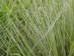 Spiders Stock Footage