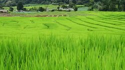 Terraced rice field on Mountain, Pa Pong Piang village, Chiang mai Province, Northern of Thailand Stock Footage