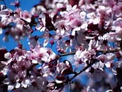 Plum Tree Blossoms Stock Footage
