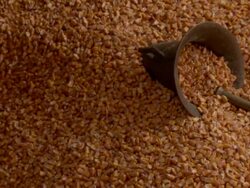 spreading corn Stock Footage