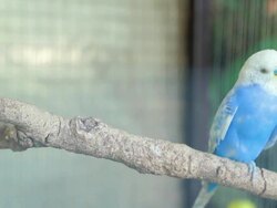 Budgie Stock Footage