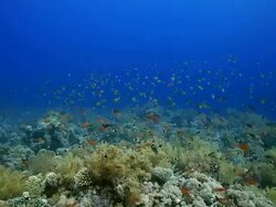 Coral And Fish Stock Footage