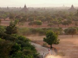 WS HA View of Local herdsmen driving cattle and goats on dry dusty tracks at sunset / Bagan, Burma  Stock Footage