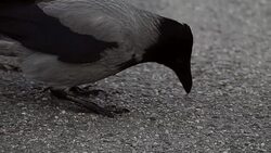 Crow street Stock Footage