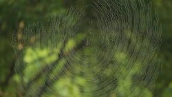 spider web Stock Footage