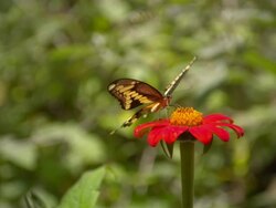 CU SLO MO ZO Shot of Pale Swallowtail butterfly feeding on red flower / Santa Barbara, California, United States Stock Footage