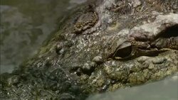 Sunlight and shadows dapple the still face of a crocodile who suddenly opens its jaws. Stock Footage