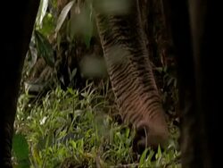 Indian Elephants, Elephas maximus, trunk foraging in undergrowth, Western Ghats, India Stock Footage