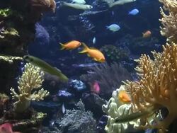 Coral colony on the reef Stock Footage