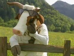Cow leaned on fence Stock Footage