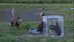 A bear approaches a dummy as a cameraman films from inside a predator shield. Stock Footage