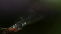 A dragonfly wobbles and moves its wings. Stock Footage