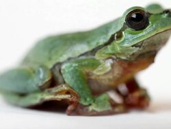 Tree Frog Close Up Isolated on White Background Stock Footage
