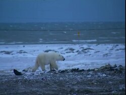 Polar bear (Ursus maritimus) walking on rubbish heap Stock Footage