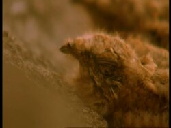 CU young Nightjars camouflaged against rock and mud, Western Ghats, India Stock Footage