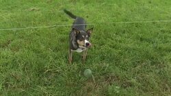 CLEAN : Online matchmaker aims to save Dutch farms with no heirs News Clip