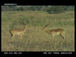 MS Impala (Aepyceros melampus) stags x2 fighting, during rut Stock Footage