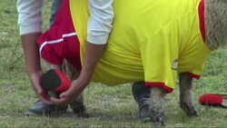 Residents in a small Colombian town held a soccer match between Colombia and Brazil with unlikely players. Wearing jerseys, shorts and matching shoes, two teams of sheep went head to head to see who could score the most goals. (June 2) News Clip
