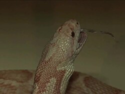 The Family That Live In A Zoo Stock Footage