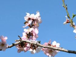 CU Shot of almond tree blooming in spring with pink white flowers and bee on flower / Jerusalem, Judea, Israel Stock Footage