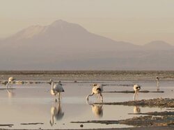 WS View of Andean Flamingo, Phoenicoparrus andinus in shallows of high altitude salt lake with mountain landscape back side / San Pedro de Atacama, Norte Grande, Chile Stock Footage