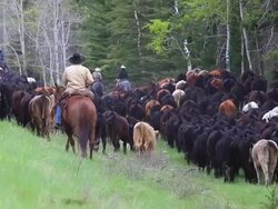 Cowgirls and Cowboys herding cattle Stock Footage