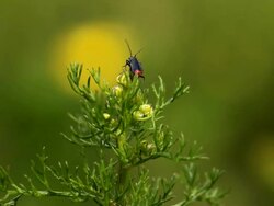 Beetle Stock Footage
