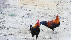 HD : Local Chicken Walking Stock Footage