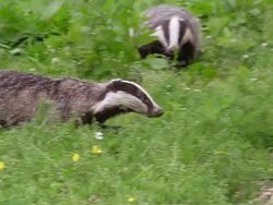 MS TS SLO MO Shot of European Badger Pair running / Calvados, Normandy, France Stock Footage