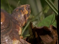 CU Tortoise moving through frame, Amazon Stock Footage