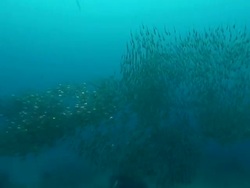 MS TS Shot of School of juvenile slender sweepers swimming in open water and daring away from predators / Matola, Maputo, Mozambique Stock Footage