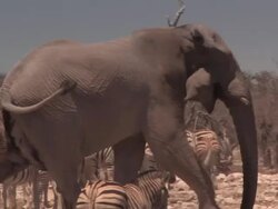 Elephants Stock Footage