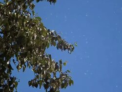 Cotton Wood tree Stock Footage