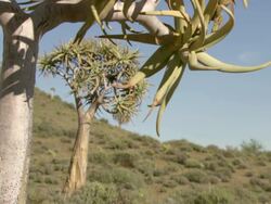 MS R/F Shot of Quiver tree forest scattered across mountain slope / Namaqualand, Northern Cape, South Africa Stock Footage