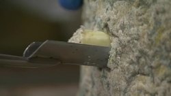 Blue Cheese maker News Clip