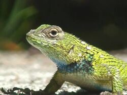 Green Spiny Lizard Stock Footage