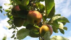 Apples Stock Footage