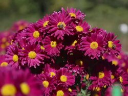 autumn flowering chrysanthemums Stock Footage