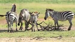 Zebra Scratching at Savannah Stock Footage