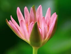 Pink Water Lily Stock Footage