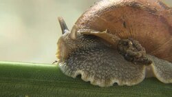Giant African Land Snail Stock Footage