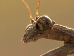 Mantis_close2 Stock Footage