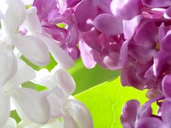 Blossoming Lilac Macro Shot Stock Footage